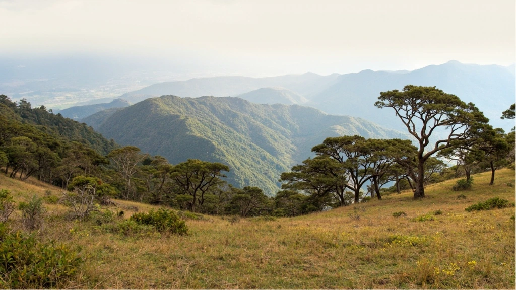 Campos de altitude da Serra Catarinense com araucárias retorcidas e picos rochosos ao fundo